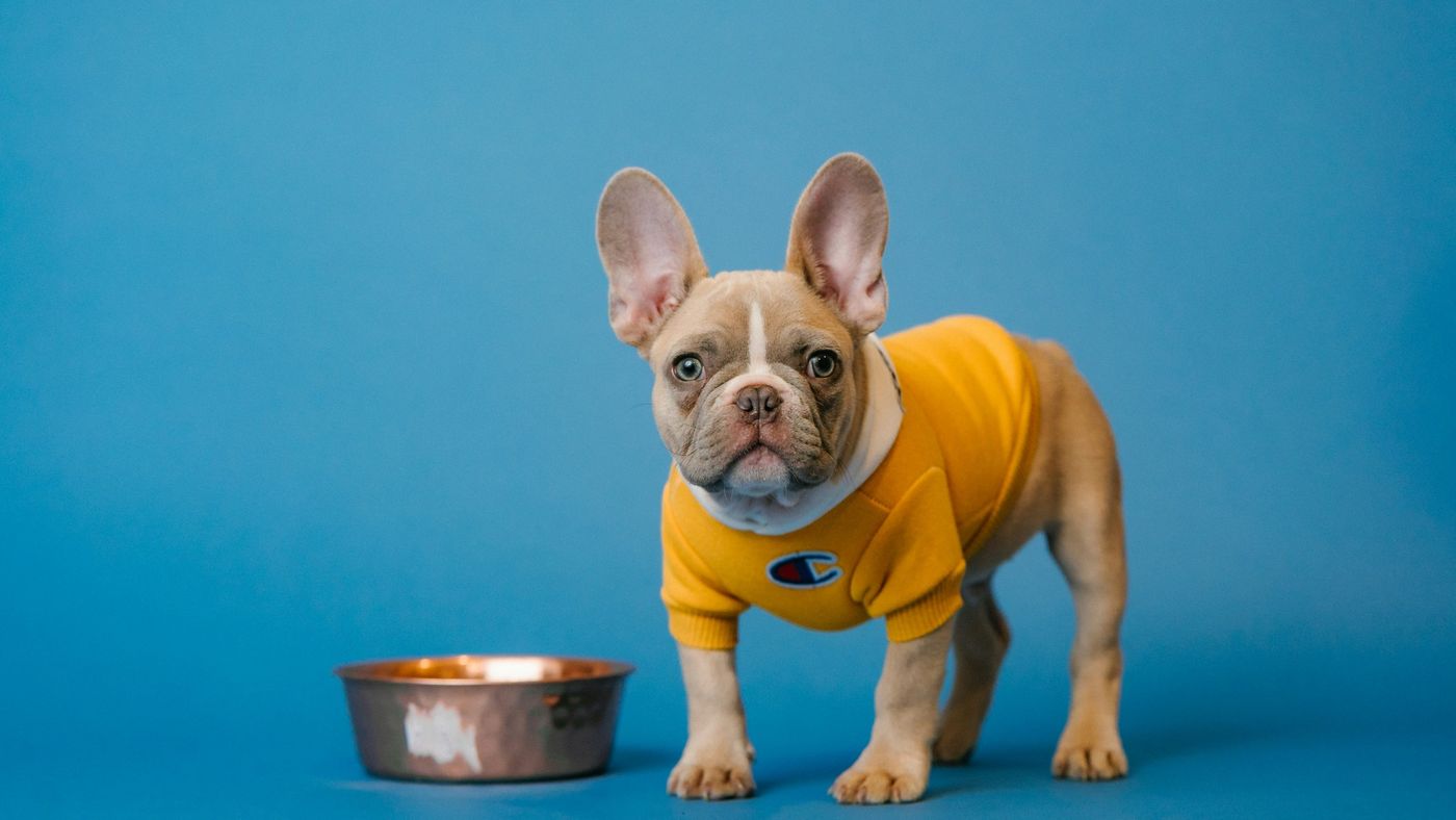 A French bulldog puppy next to its food bowl