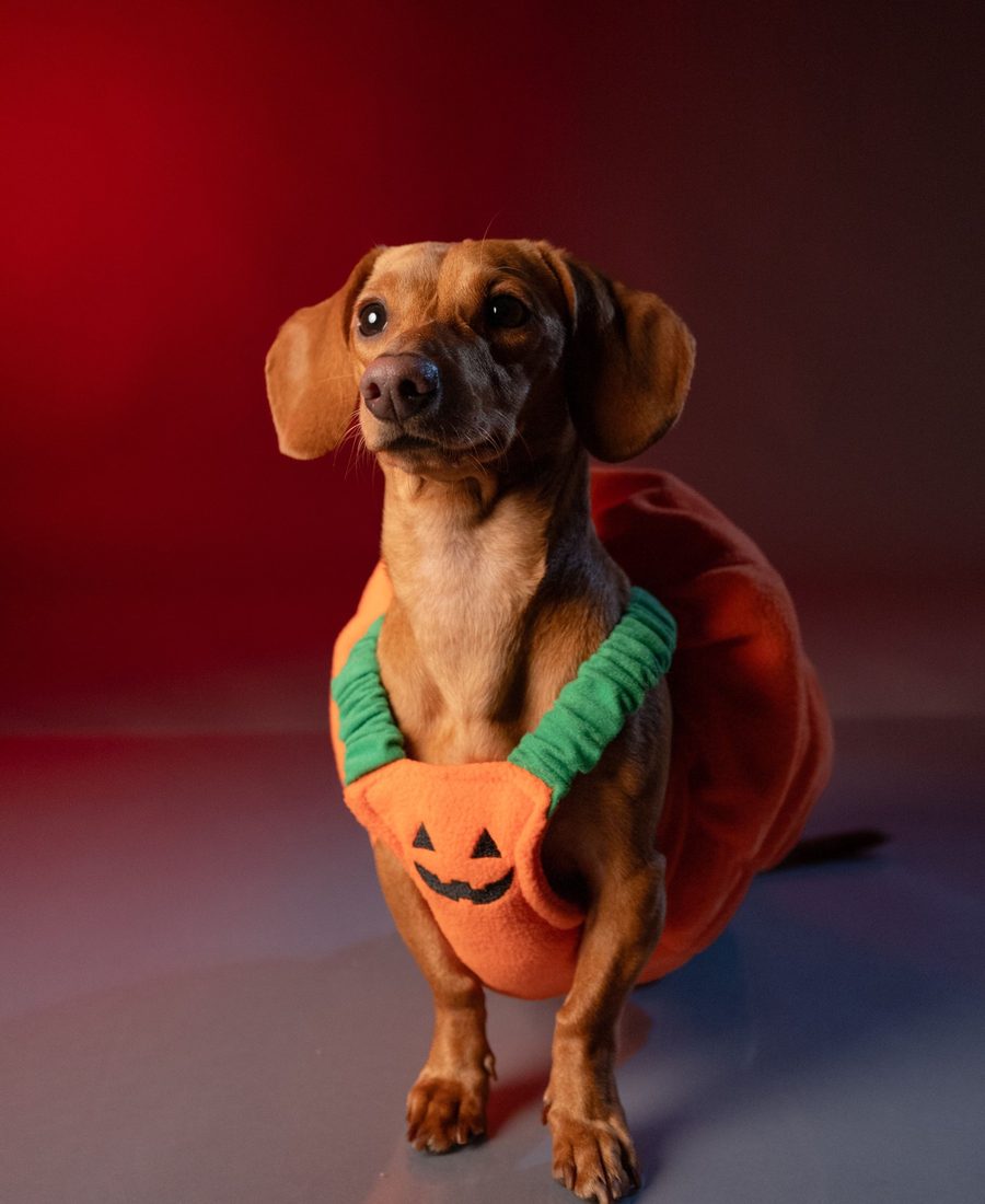 A dachshund dressed in a pumpkin Halloween costume